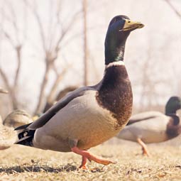 呼死你在线使用